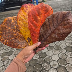 Indian Almond Leaves (Catappa) natural aquarium and aquaculture product from Indonesia