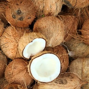 Cocopeat compressed authentic Indonesian cocopeat quality for agriculture and hydroponics export